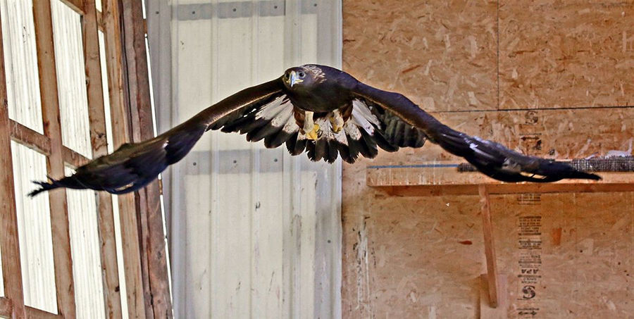 New X-ray machine helps injured raptors at Montana Raptor Conservation Center