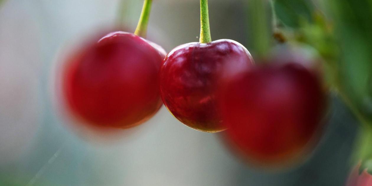 Perfekte Resteverwertung: Rezept für ein fränkisches Kirschenmännle
