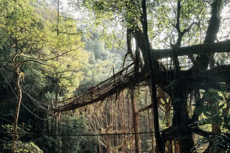 Phenomena: living bridges