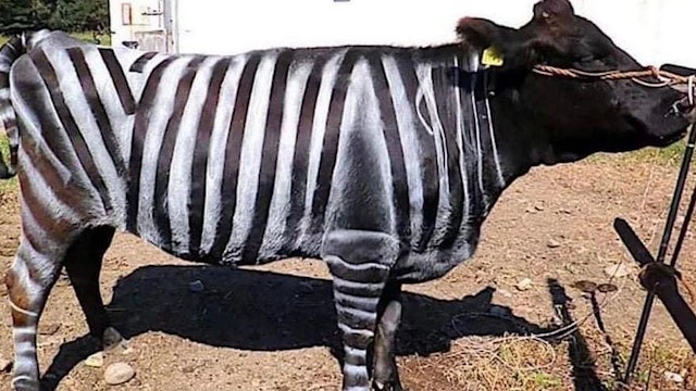 Japanese Researchers Win Lg Nobel Prize for Painting Cows with Zebra-Like Stripes