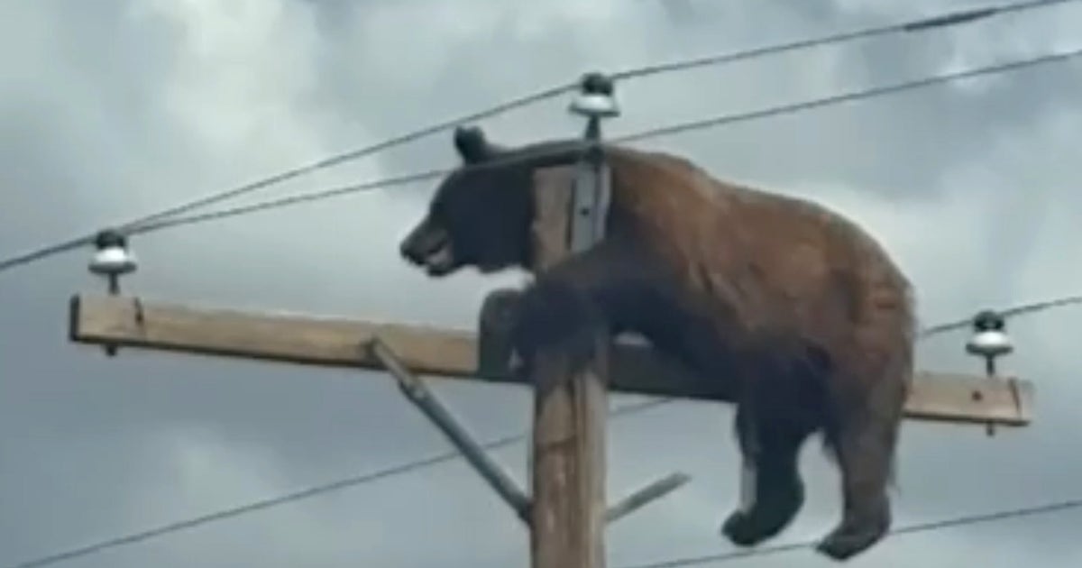 Bear dies after getting stranded on utility pole in New Mexico