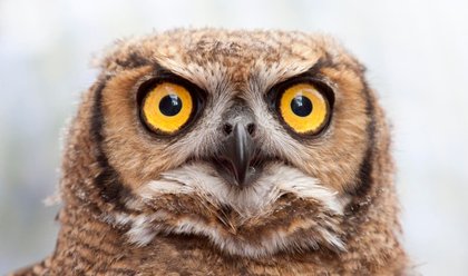 Celebrity ‘Owl Impressions’ Are Trending On TikTok