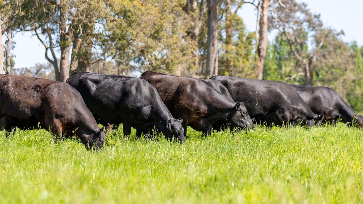 Arkle Angus to offer bulls at two new venues