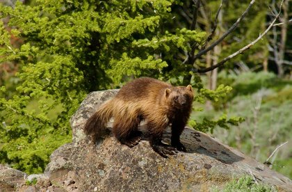 Wolverine Advocates Sue FWS for Missing ESA Deadline. Are Grizzlies Next?