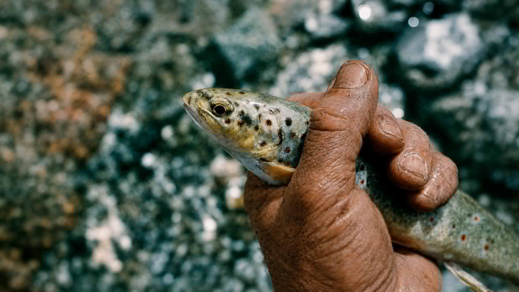 Encontraron trampas de pesca de 7000 años en un lago de montaña de Noruega, pero el verdadero misterio comenzó cuando descubrieron que los peces jamás habrían podido llegar hasta allí por sí solos