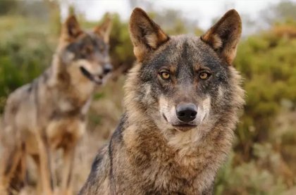 WWF denuncia que La Rioja permite cazar lobos y llevarse su cabeza como trofeo por 1.298 euros