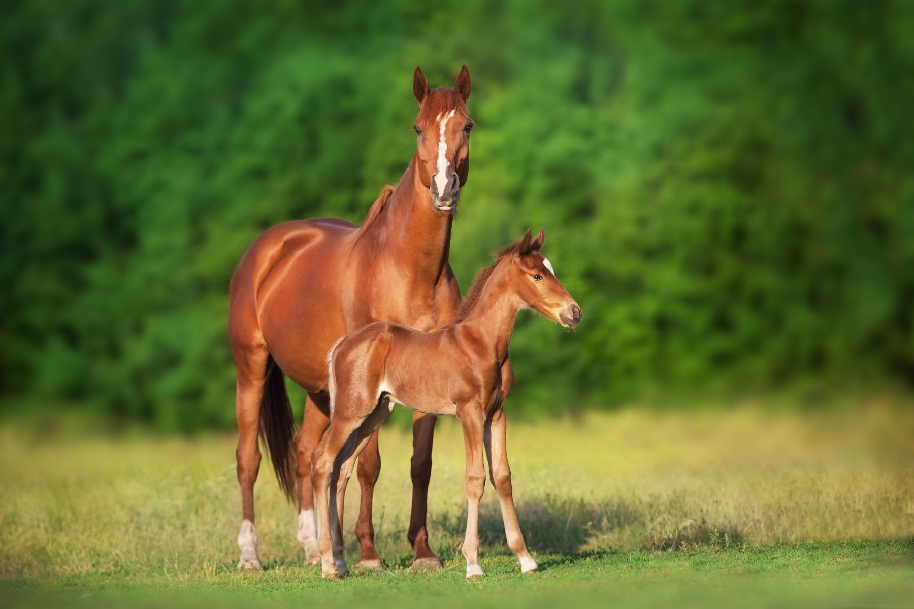<![CDATA[Universities are collaborating to study equine pregnancy loss ]]>