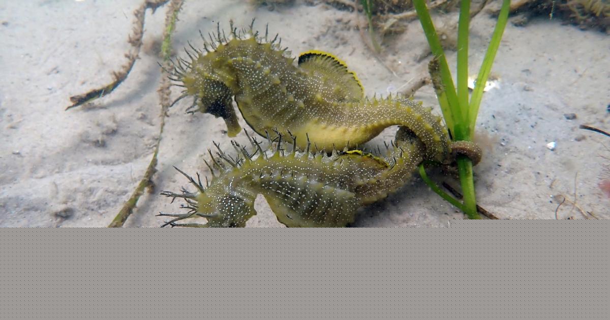 Volunteer divers record seahorse courtship and pregnancies in Studland Bay