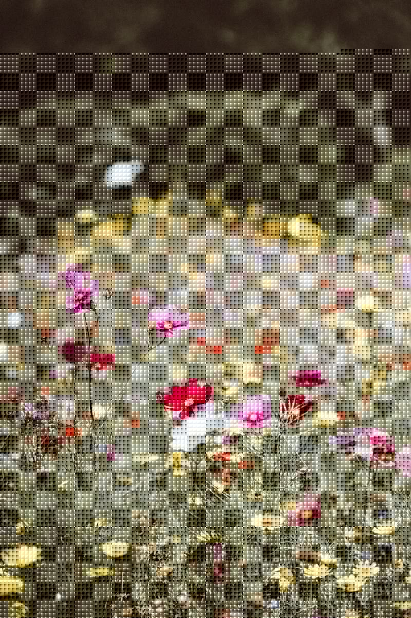 The Plants That Shape Door County