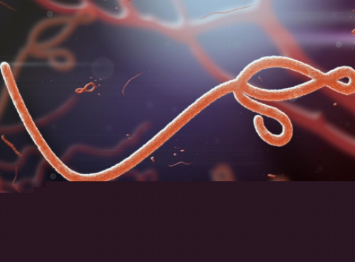 Armenia assesses Ebola spread risk as low