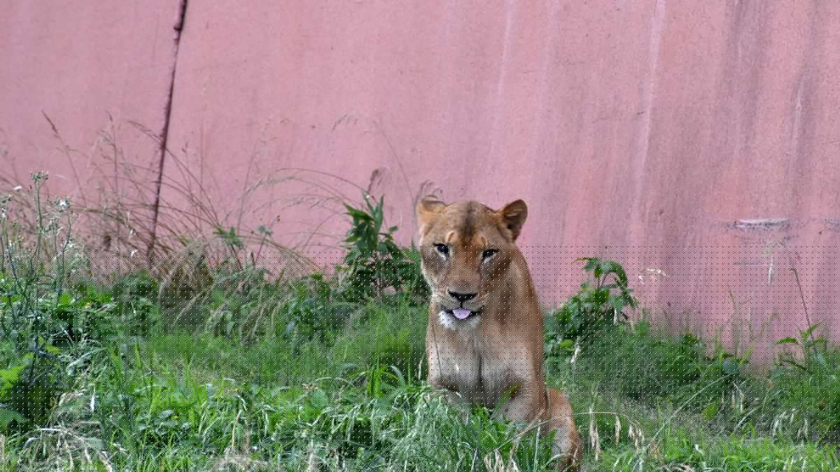 Japan: Drei Löwen sterben im Zoo von Tokio vermutlich an Hitzschlag