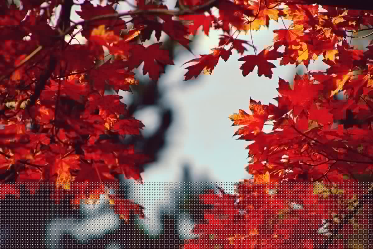 Fall In Northern Illinois: What Weather Experts Are Predicting