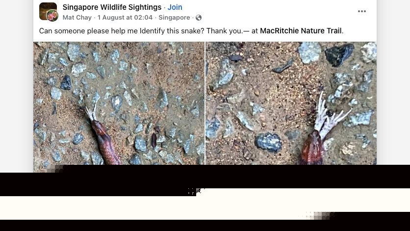 Smartphone photographer gets dangerously close to rare venomous snake – which is why wildlife is best suited to long lenses