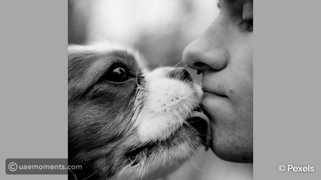 You Think Your Dog is Kissing You? What Your Dog's Licks Actually Mean