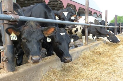 Global Dairy Markets Face Uneven Demand