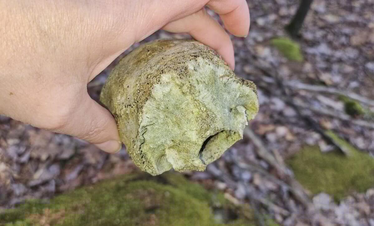 They Found a 224,000-Year-Old Human Skull Fragment Buried in Spanish Rock With Features Scientists Did Not Expect