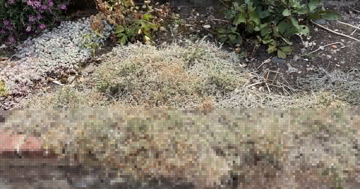 Can you save your scorched plants after summer?