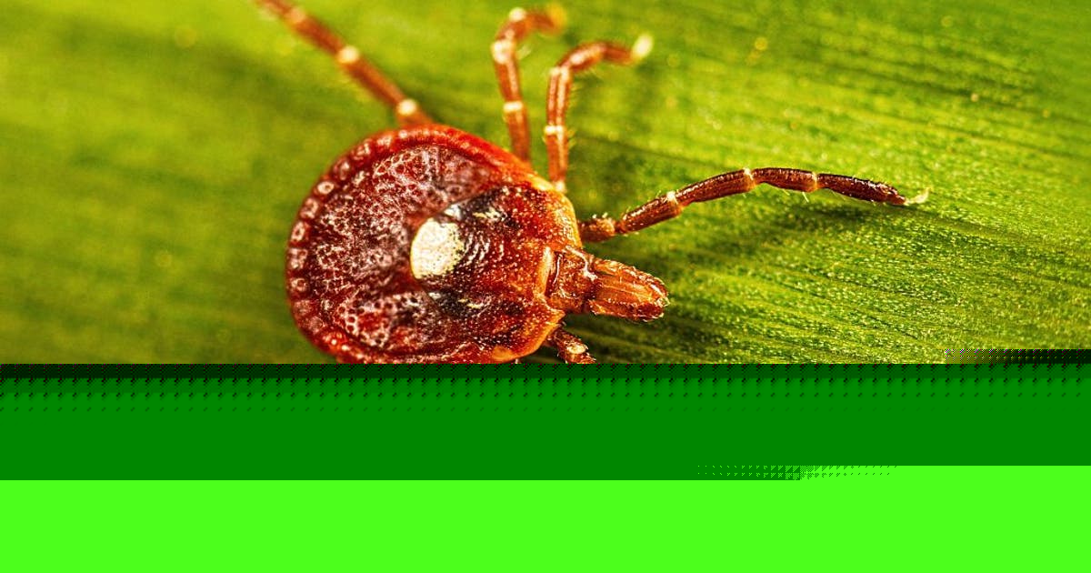 Bourbon virus in the Northeast: What to know about possibly deadly tick-borne virus