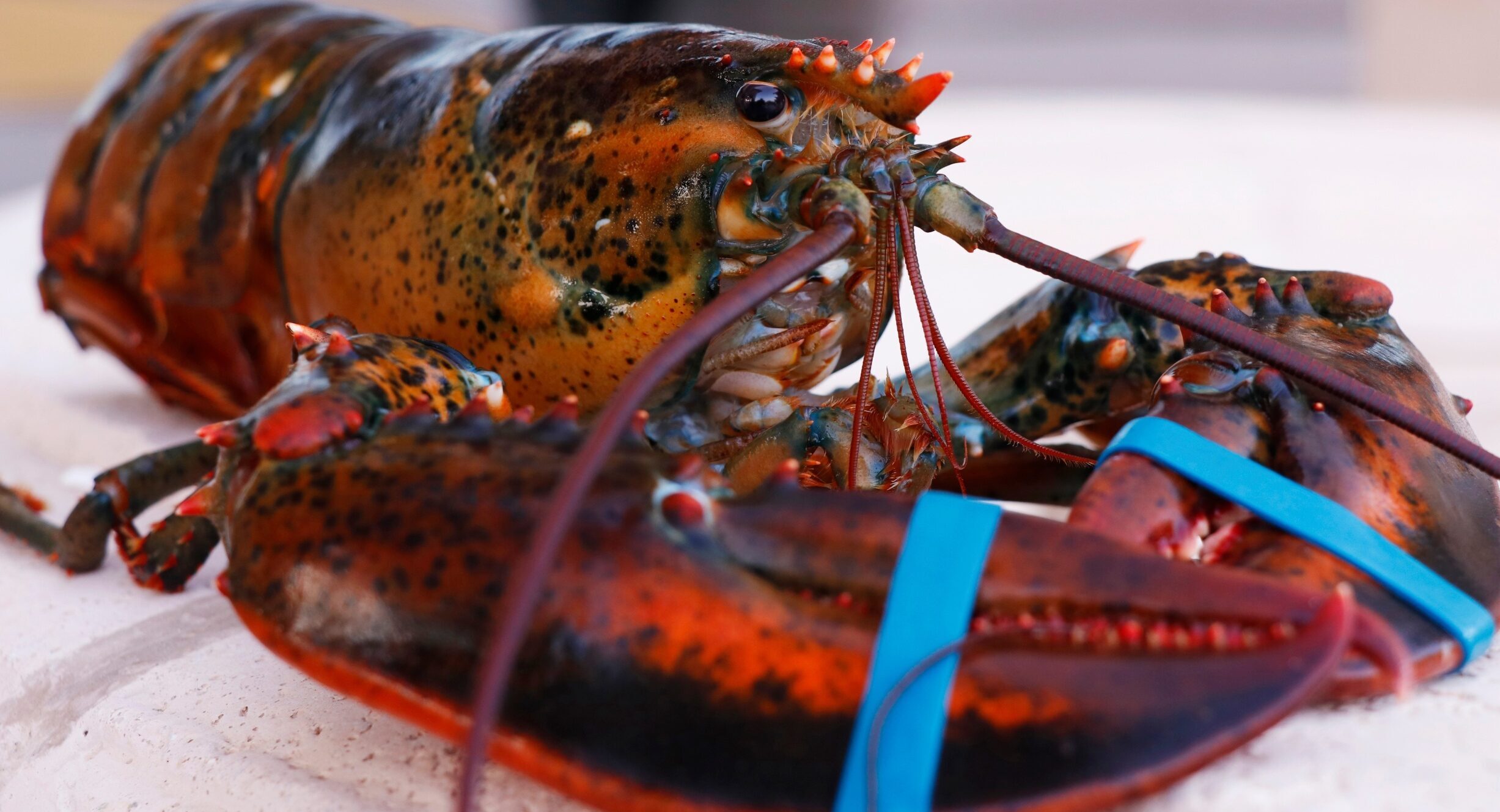 US wholesale: Winter storm sends live lobster prices skyward as landings crash