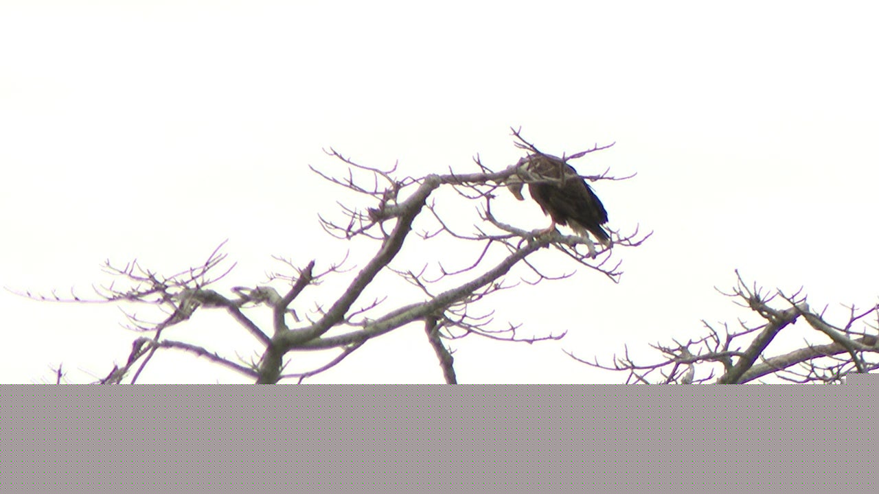 Robinson Preserve in Bradenton offers one of Florida's premier birding destinations