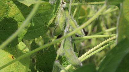 Farmers have marketing opportunities as grain market psychology takes over