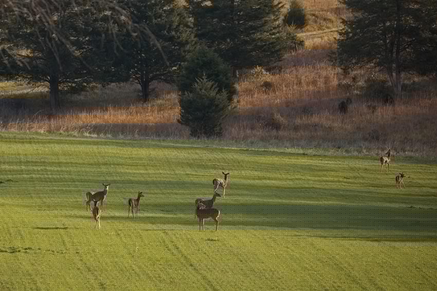 Virginia Needs Deer Hunters!