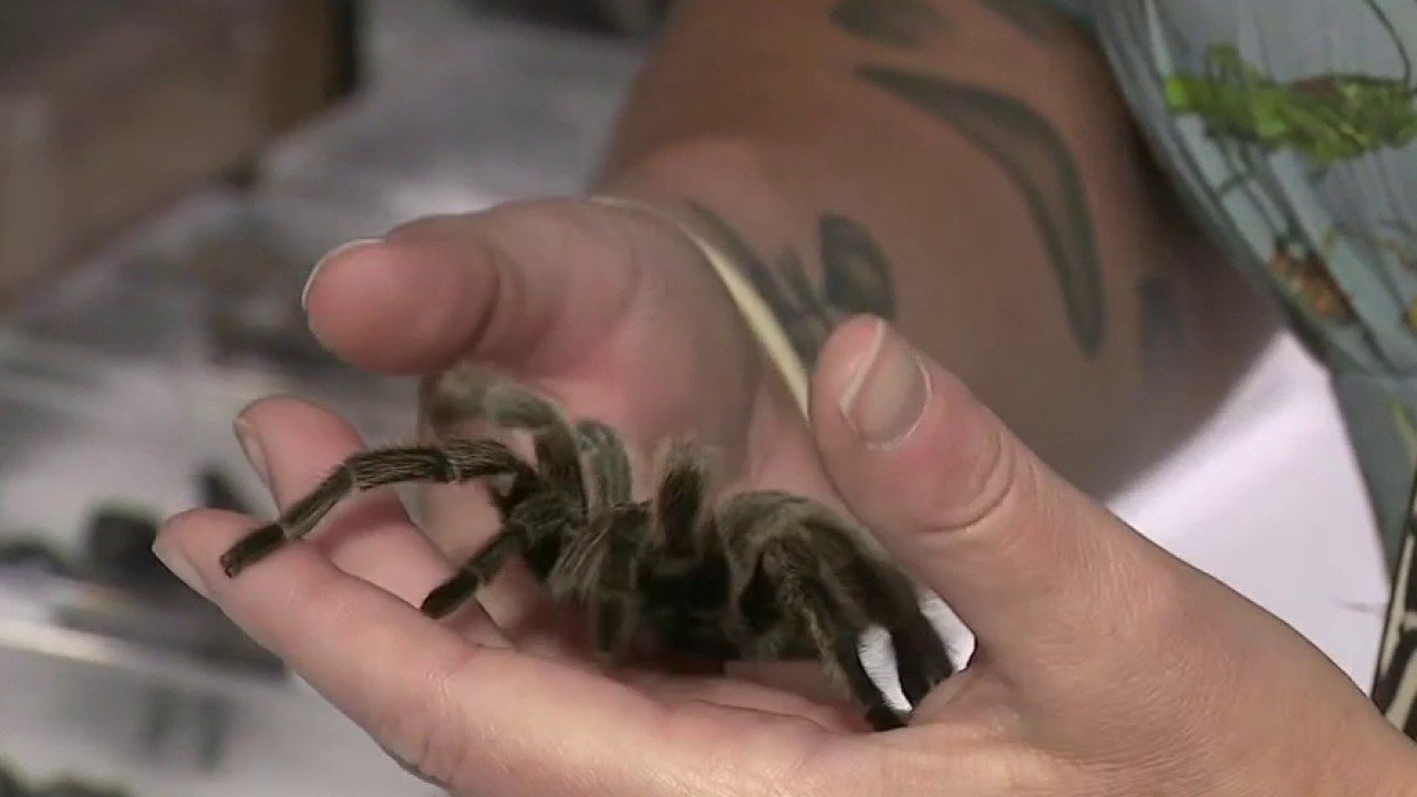 Have you heard the buzz about the UGA Live Insect Zoo?