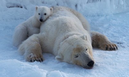 Polar bears in better shape than 25 years ago despite sea ice losses