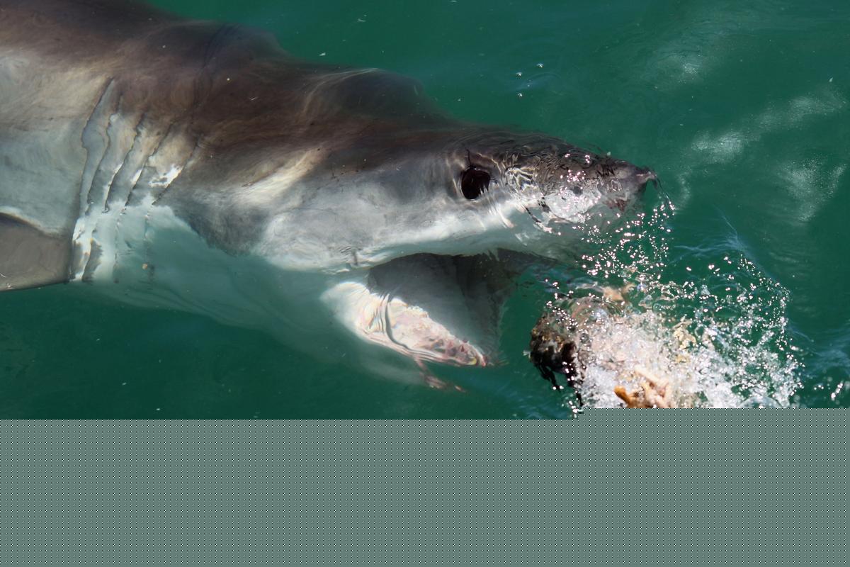 Massive Great White Shark Swimming Towards New York