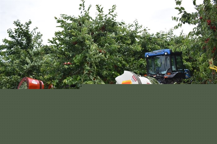 Foreign temporary worker claw backs hampers record Okanagan cherry season