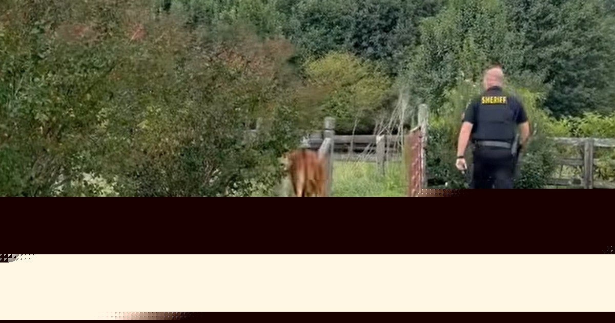 Video: Calf caught violating Georgia's 'moo-ve over law' in Forsyth County