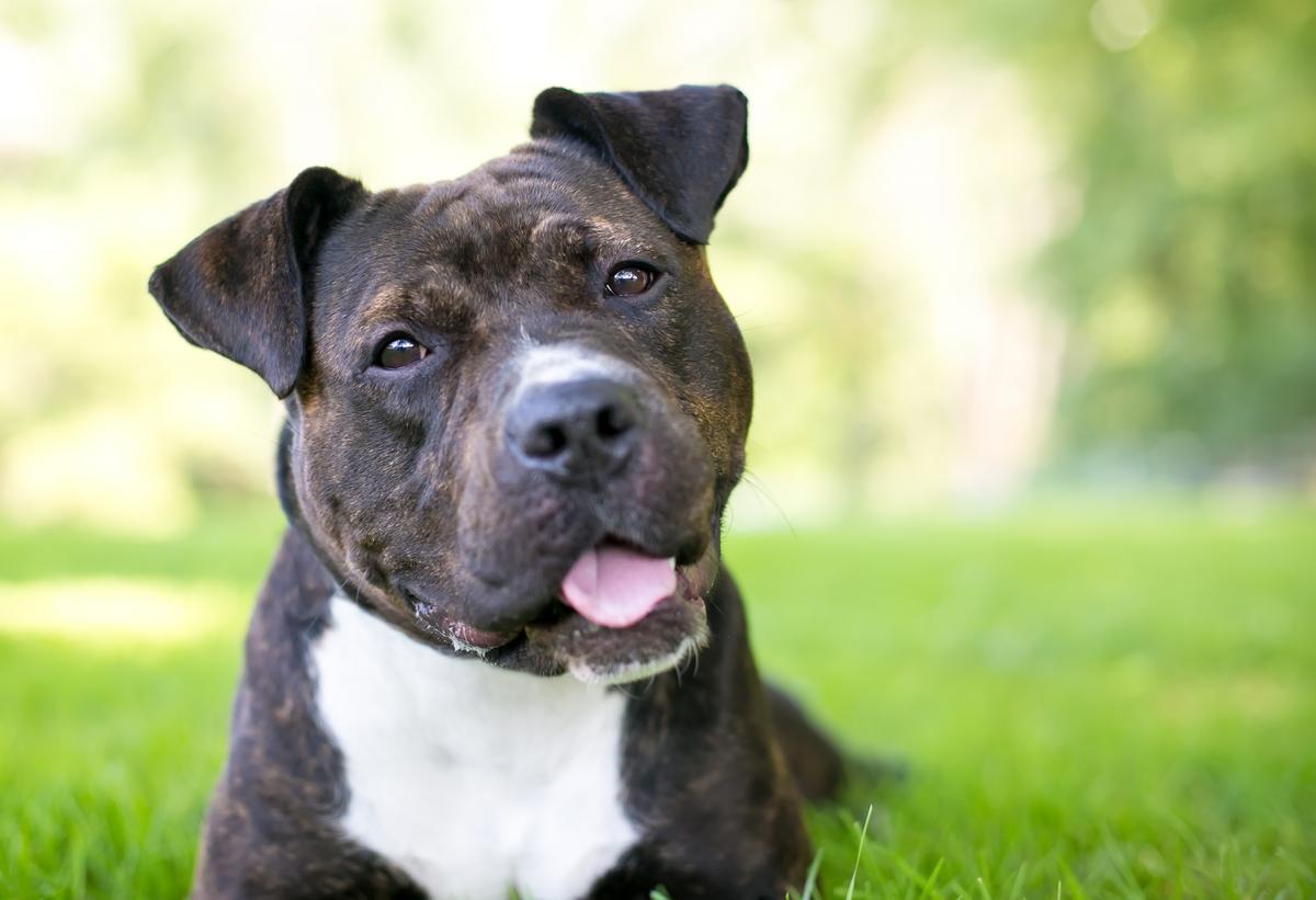 Project Pretty Pittie Returning to Rockford in October