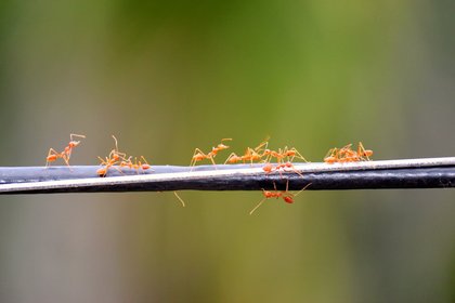 Suricatas cooperativas, hormigas guías y gallinas monitoras de comedor: los animales también enseñan
