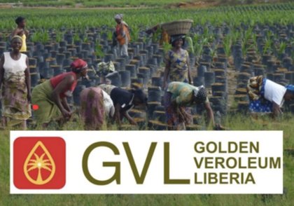 “Lifting GVL’s ban is troubling” — CSO calls on RSPO to reinstate ban on oil palm giant
