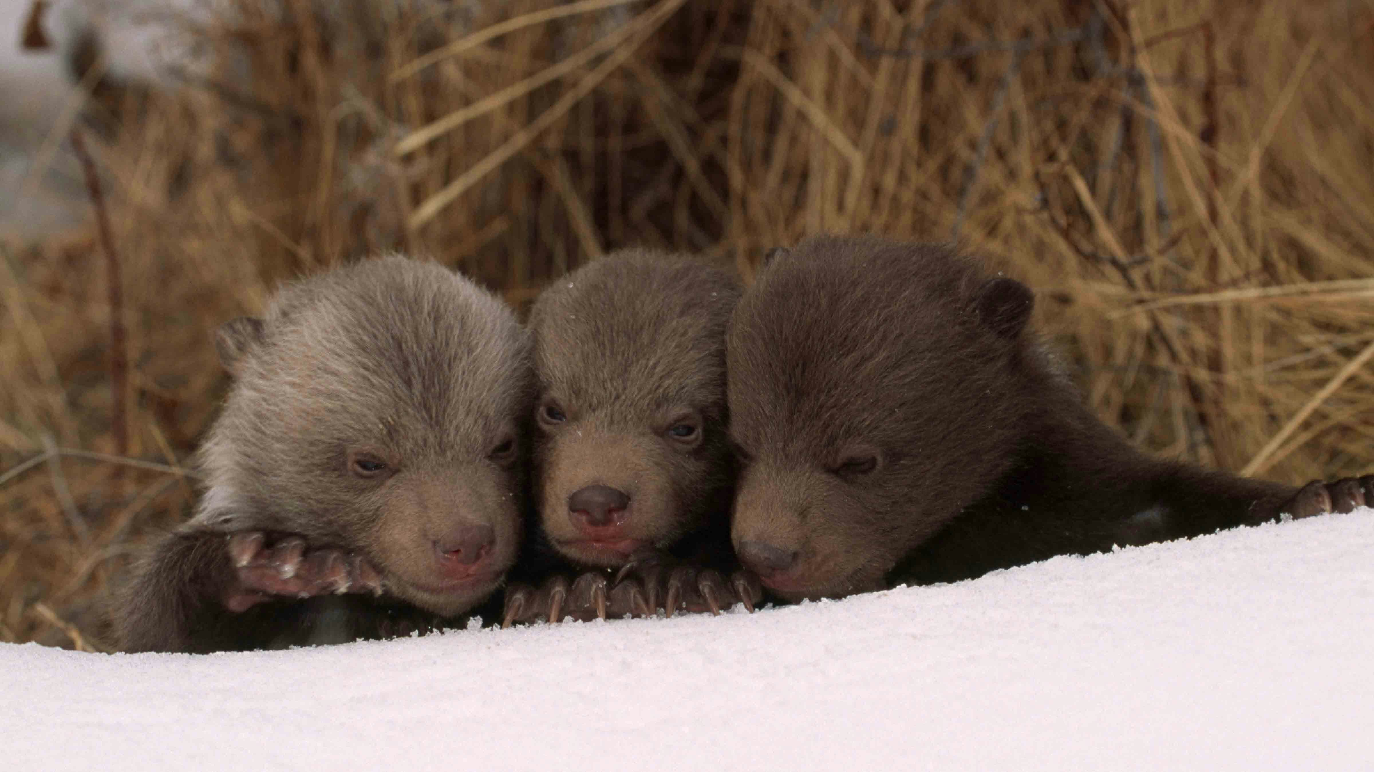 January Is Baby Boom Month For Yellowstone Grizzlies, Researchers Discover