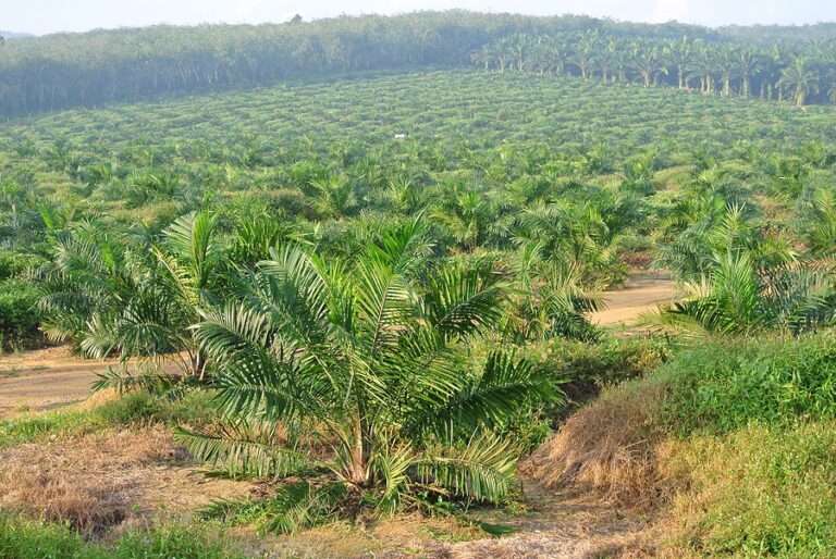 WTO rules against EU’s palm oil tariffs