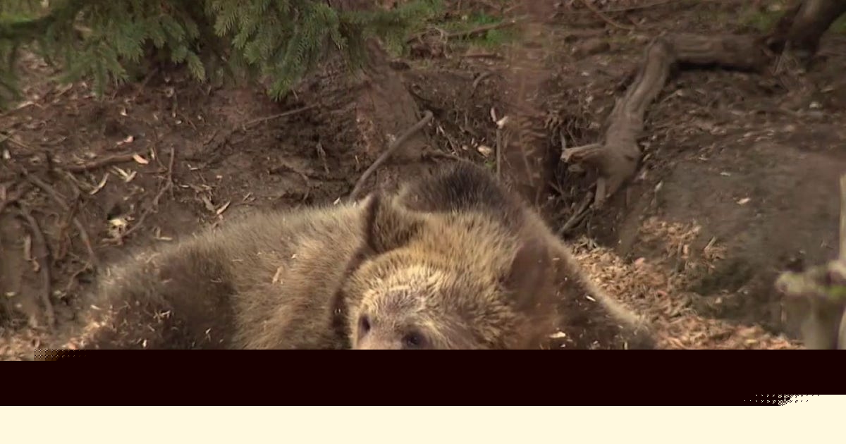 They’re on our flag, but do long-gone grizzly bears belong in modern California?