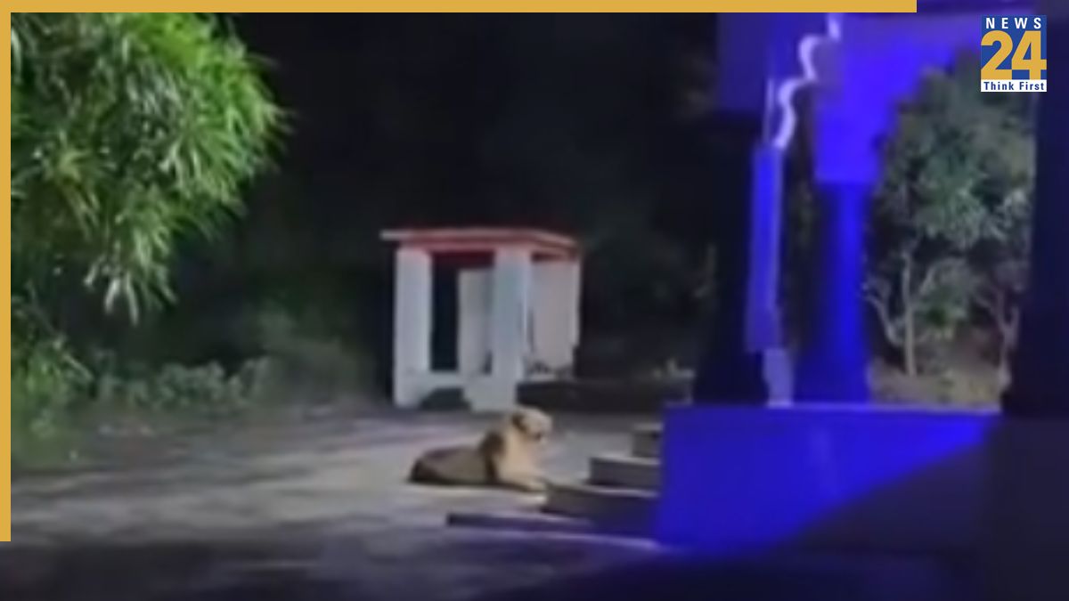 Watch: Rare Footage Of Lioness ‘Guarding Temple’