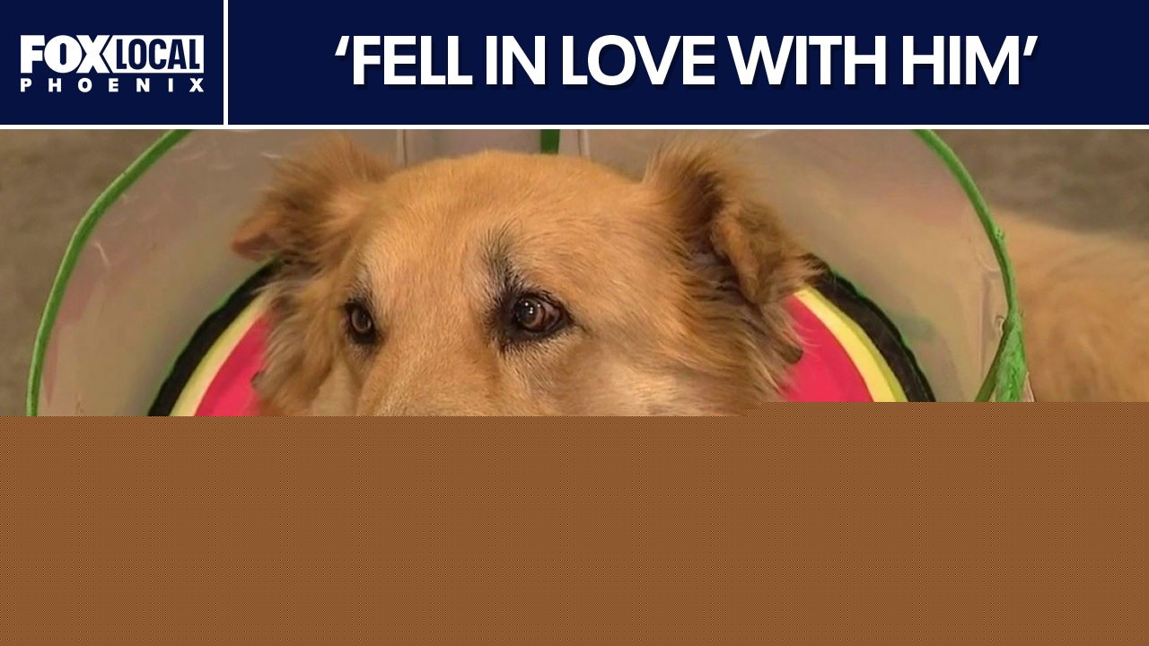 Dog found injured in Surprise seeks forever home