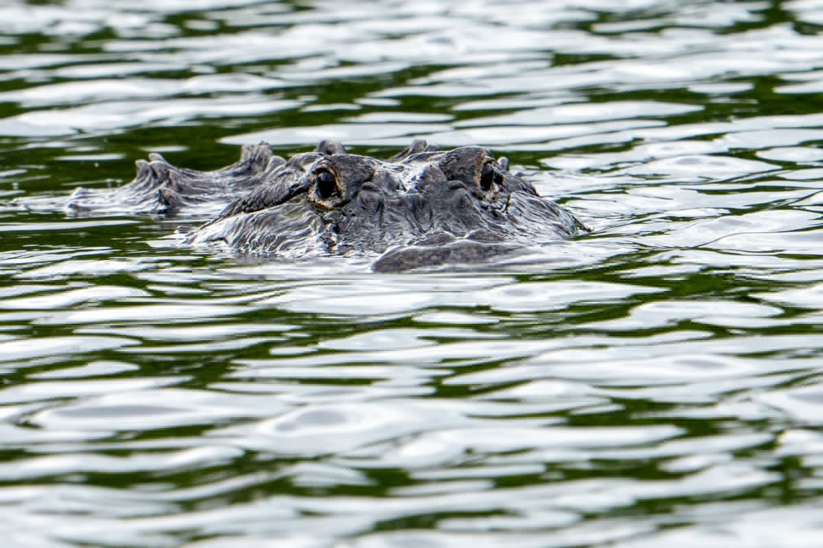 “It Was Like a Missile.” Florida Woman Brutally Attacked By Alligator, Rescued by Boaters