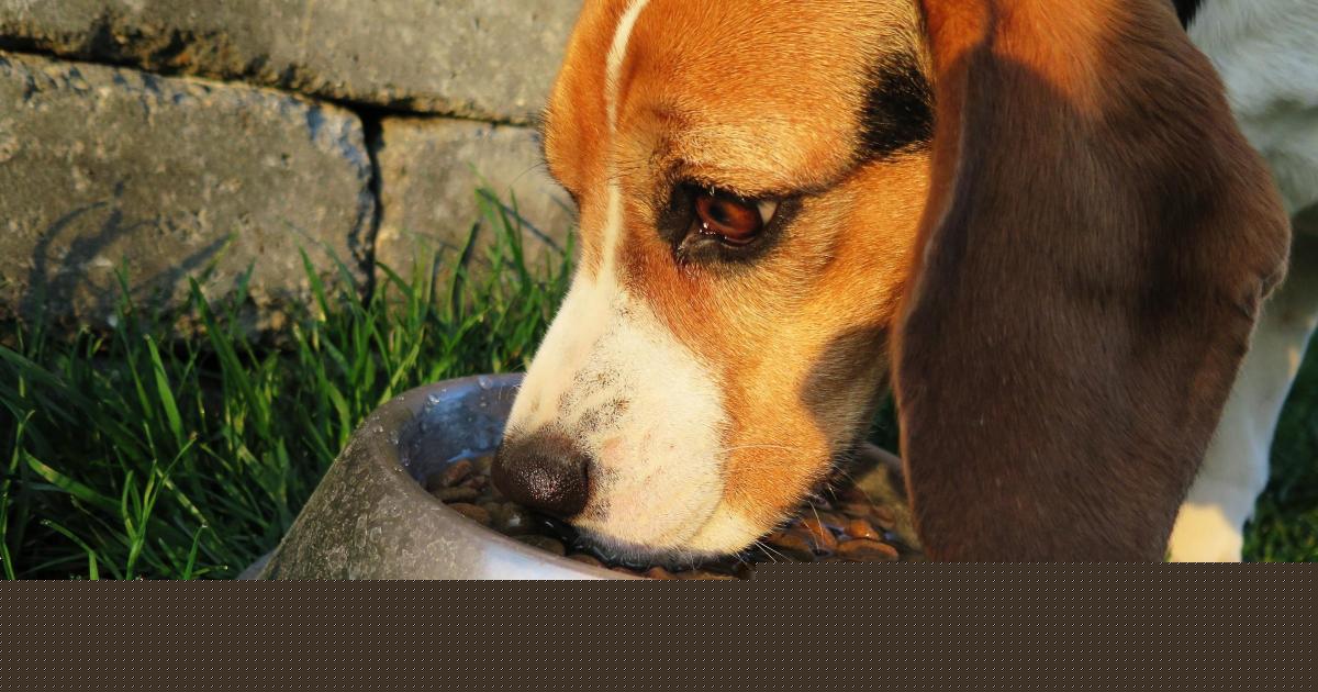 Dying woman fed dog food by care workers in last months of her life