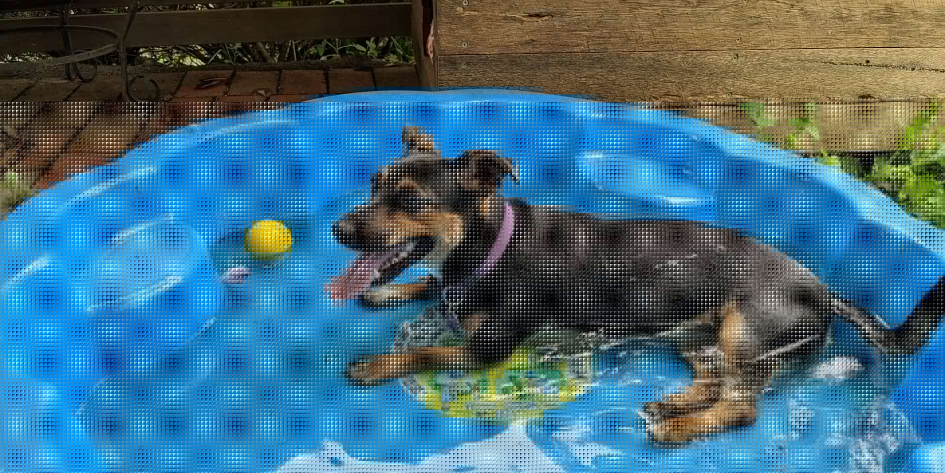 Dog owners urged to skip walks as amber heat alerts cover England