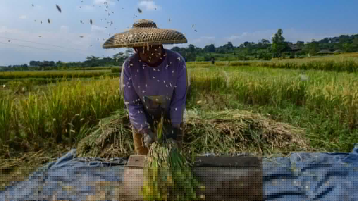 Beras Makin Mahal, Kenaikan Merata dari Penggilingan Hingga Eceran