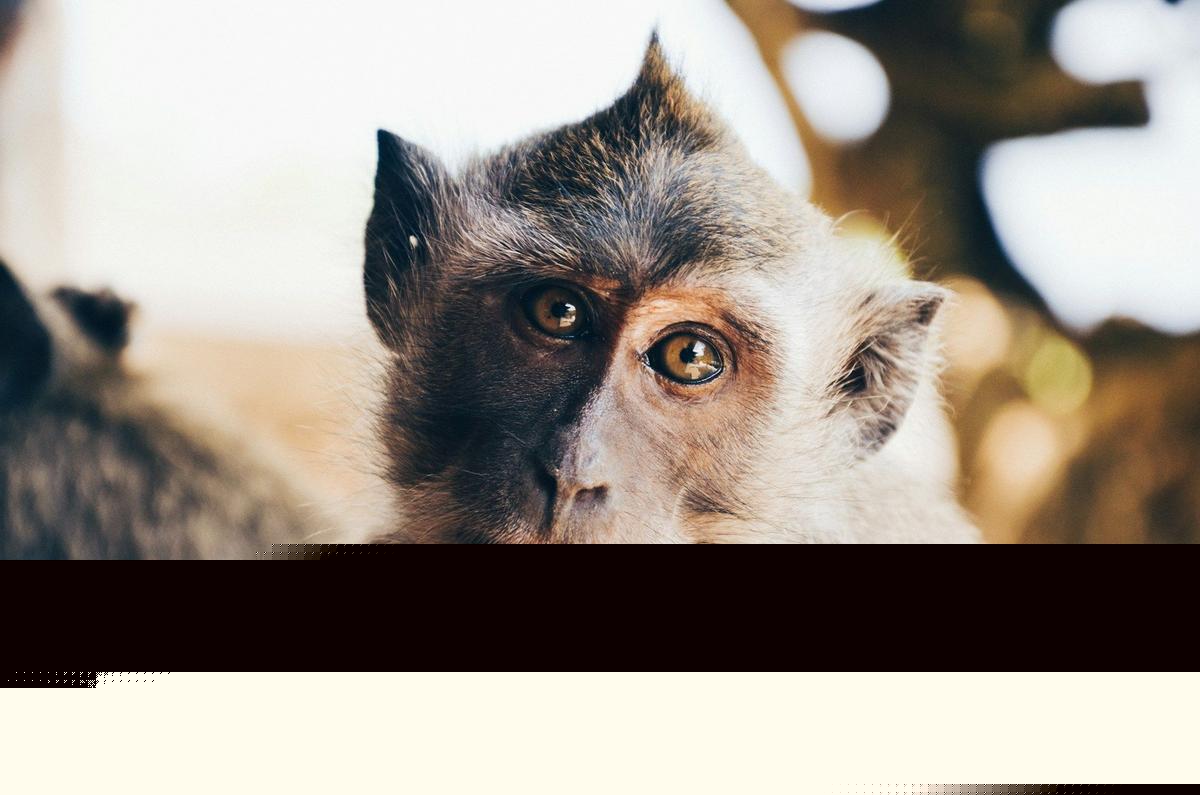Federal Agents Bust Louisiana Woman for Monkey Torture Ring