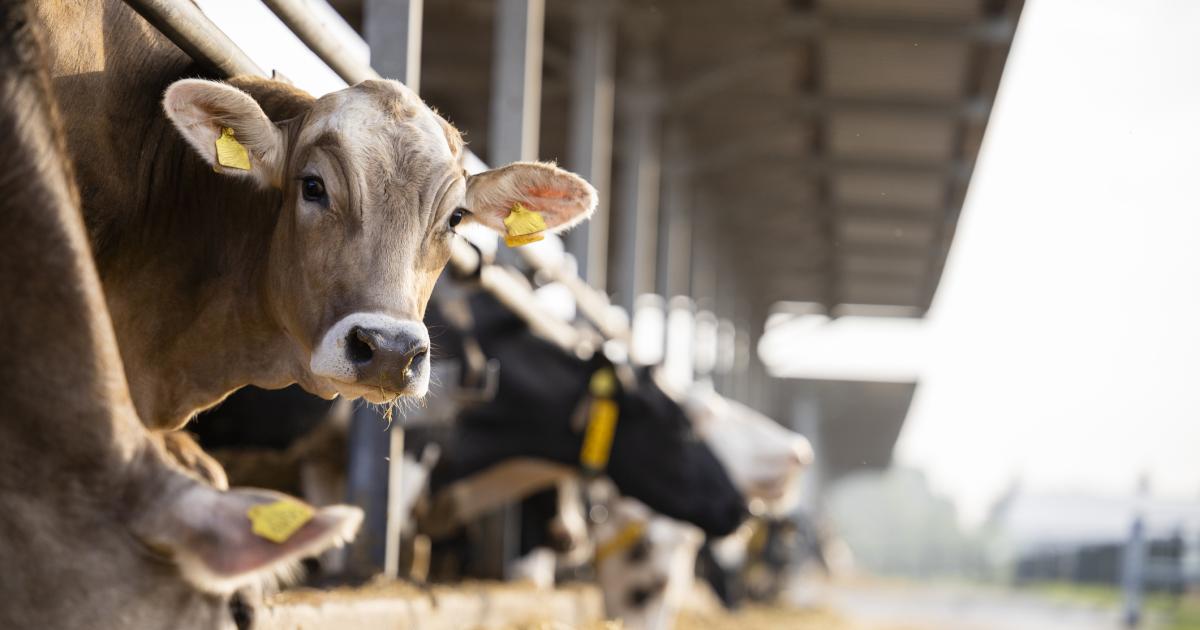 Huge beef factory gets go-ahead - despite 'unacceptable odour risk'