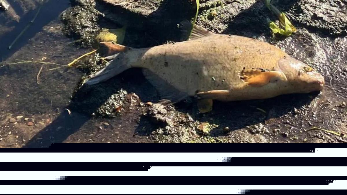 Hundreds of dead fish in river linked to heatwave