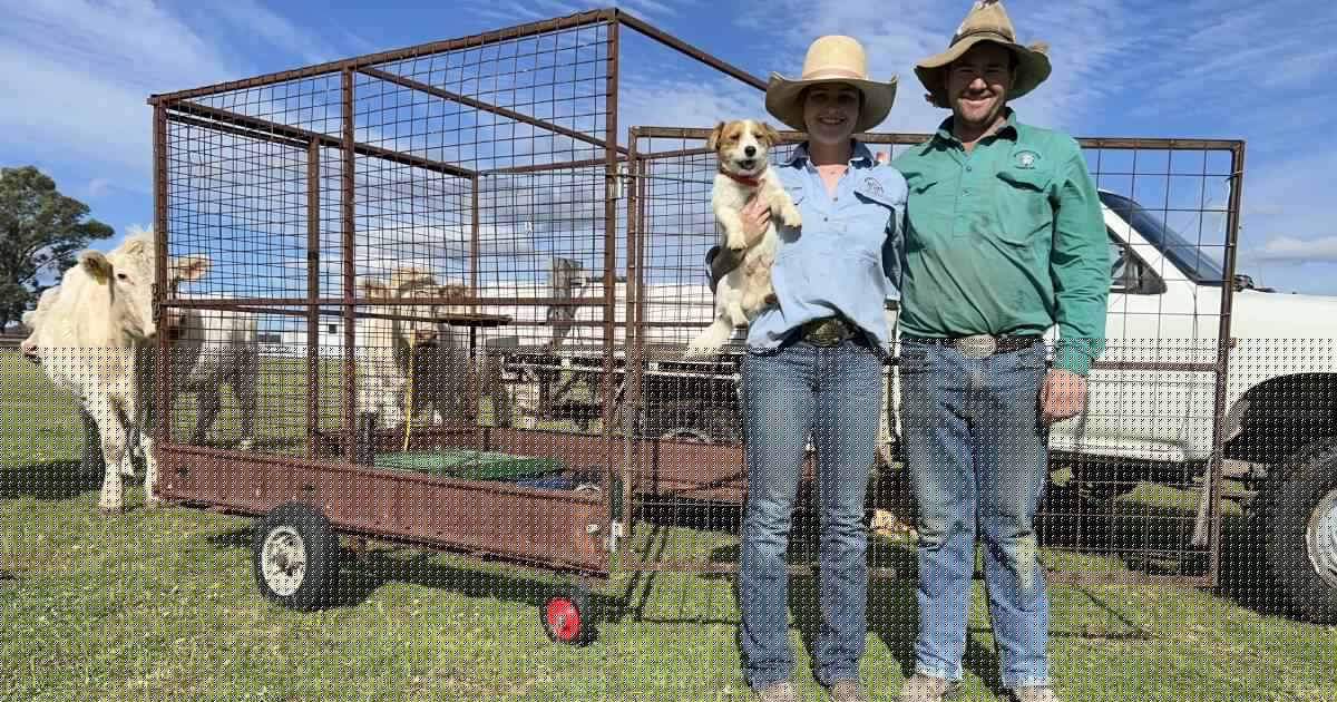 Calf catcher: how a farmer's backyard invention is improving farm safety