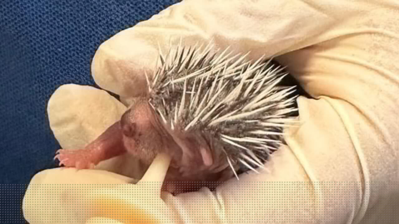 Trovato sul marciapiede con gli occhi ancora chiusi: cucciolo di riccio di 24 grammi salvato alla Barona