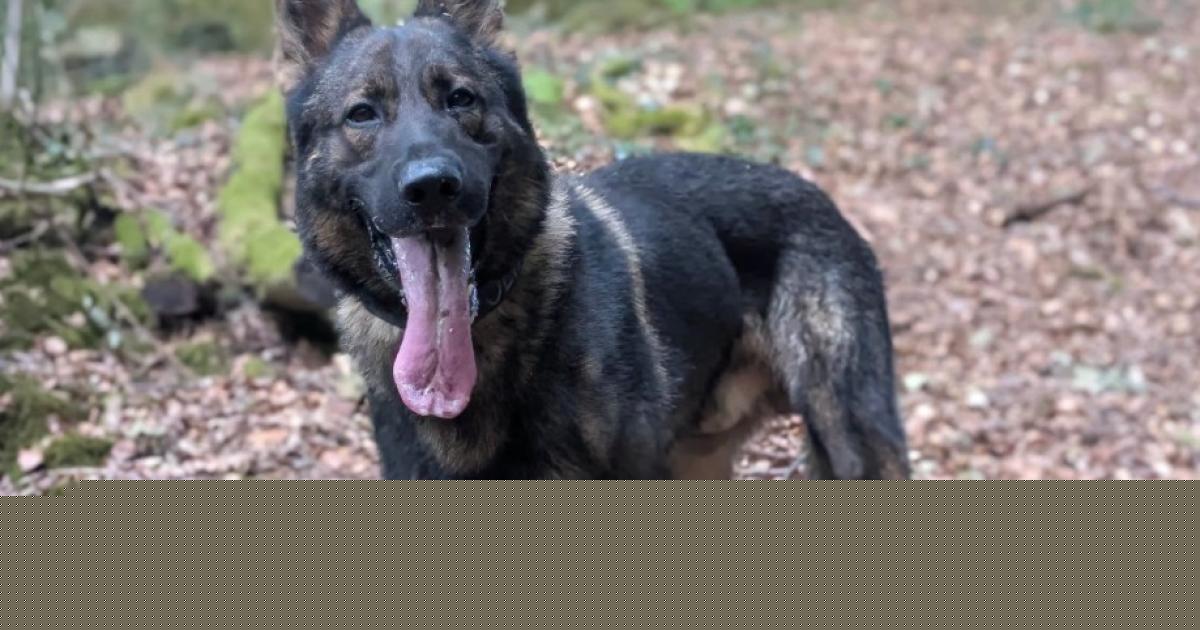 Police dog tracks down two teens after stolen car abandoned