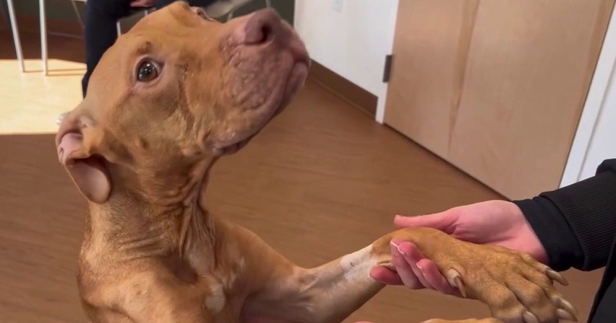 Emaciated dog finally gaining weight after months of malnutrition